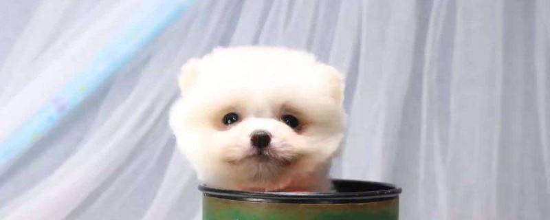 茶杯狗好养吗