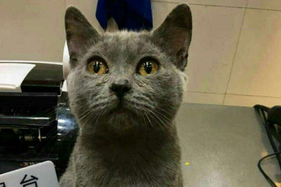 英短蓝猫多大可以配种