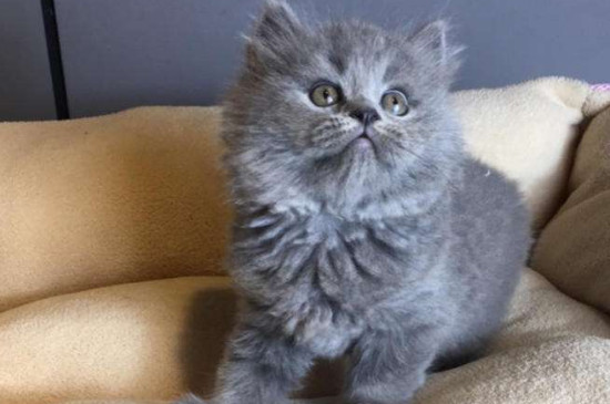 长毛蓝猫1000贵吗，长毛蓝猫什么价位