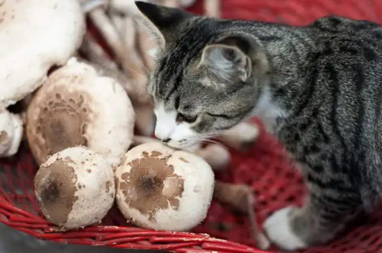 猫能吃蘑菇吗