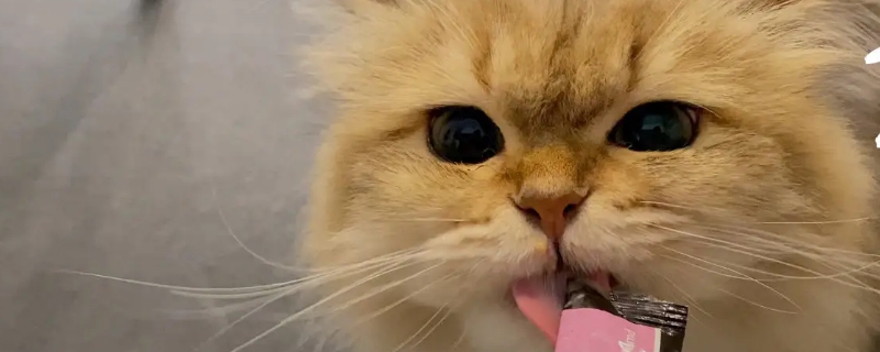 幼猫可以吃猫条吗