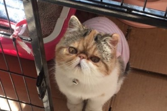 猫为什么怕水