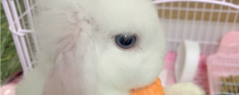 兔子的寿命有多少年
