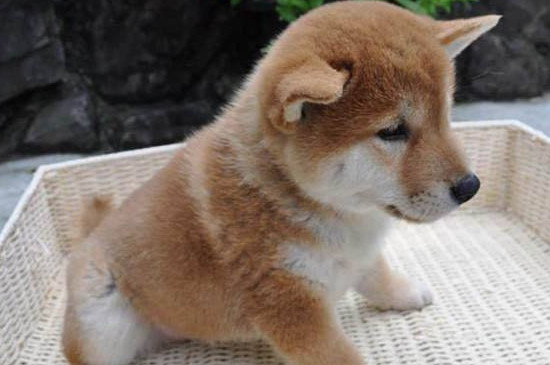 柴犬小时候怎么看品相