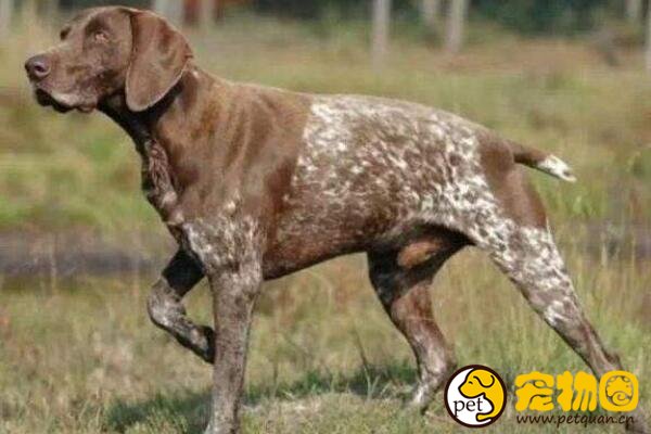 波音达猎犬是四犬杂交，嗅觉非常灵敏的指示猎犬(可做家庭犬)