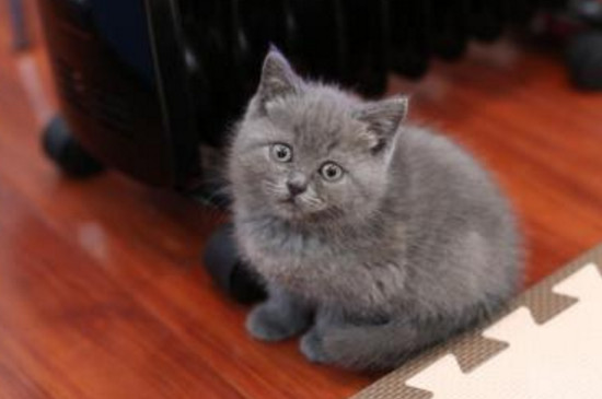 英短蓝猫早上老吵我怎么办