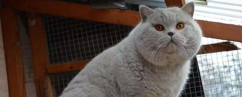 蓝猫鼻子周围毛泛白