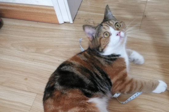 猫大便末端带血有黏液