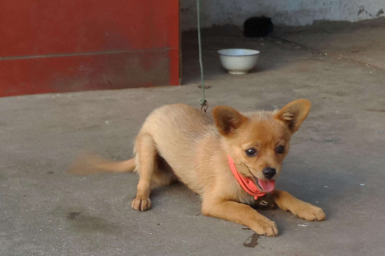 袖珍犬能活多久