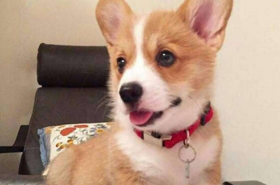 纯种柯基犬价格多少钱一只，正常柯基什么价钱