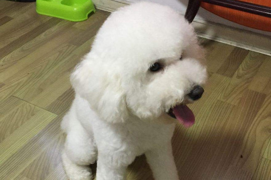 狗的孕期从什么时候开始