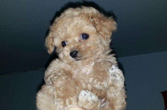 泰迪犬怎么养