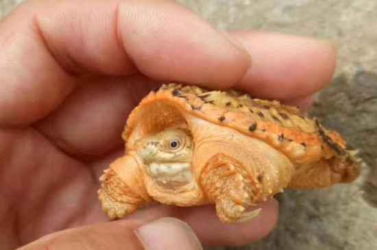 乌龟吃什么食物