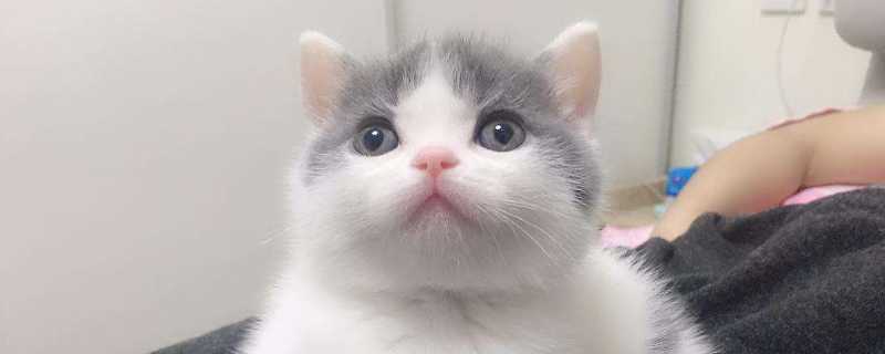 猫可以喝羊奶吗