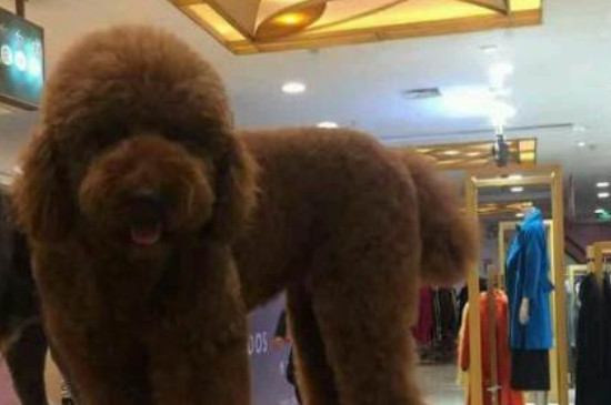 巨贵犬好养吗,有什么注意事项