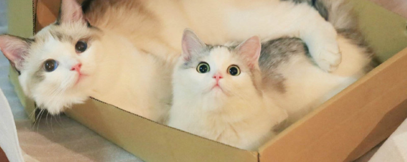 小猫拉肚子吃什么药