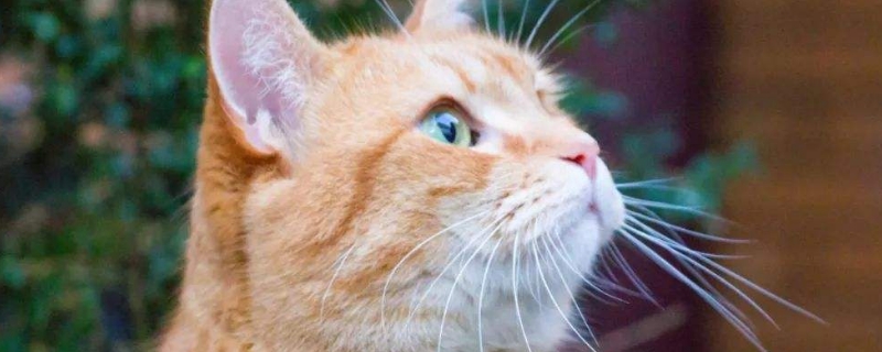 猫下眼皮边缘有黑结痂