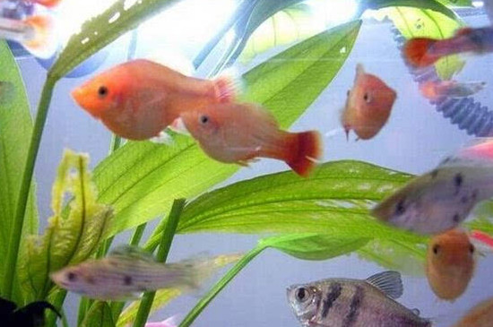 冬天鱼会不会被冻死