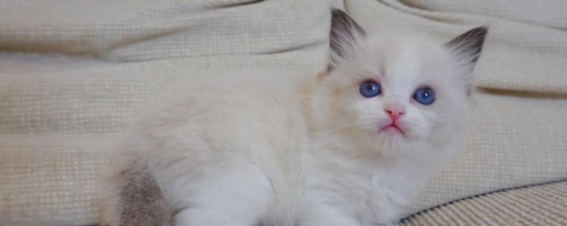 猫眼睛发炎怎么办