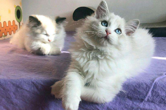 布偶猫手套是什么意思