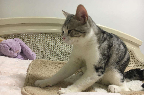 猫咪踩奶是什么意思