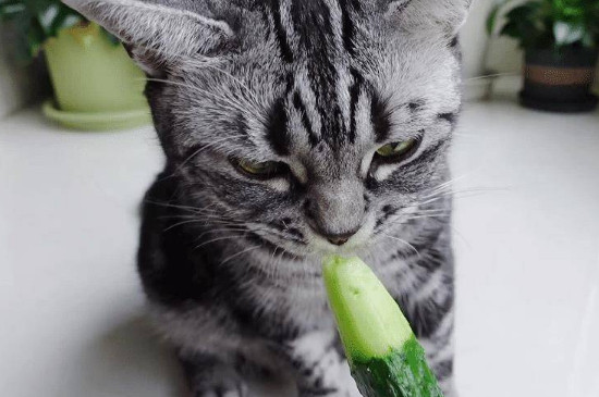 猫能吃黄瓜吗
