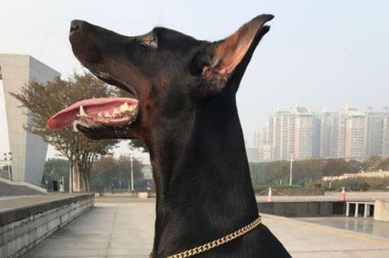 杜宾狗多少钱一条，杜宾一般2000元左右一只