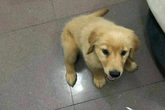 狗狗老打喷嚏是什么原因
