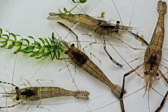 河里抓的小虾怎么养活