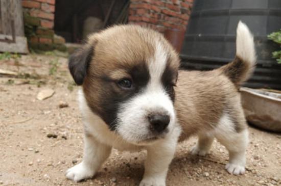 中华田园犬是什么狗
