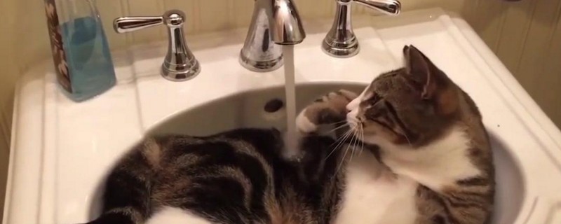 猫咪害怕的声音