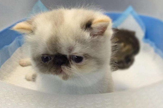 喜马拉雅猫为什么不能养