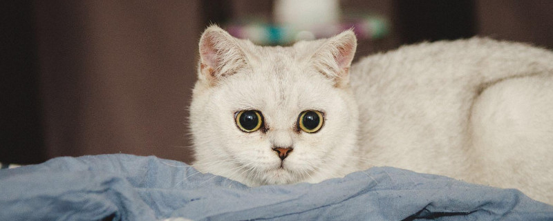 猫泪痕是什么问题