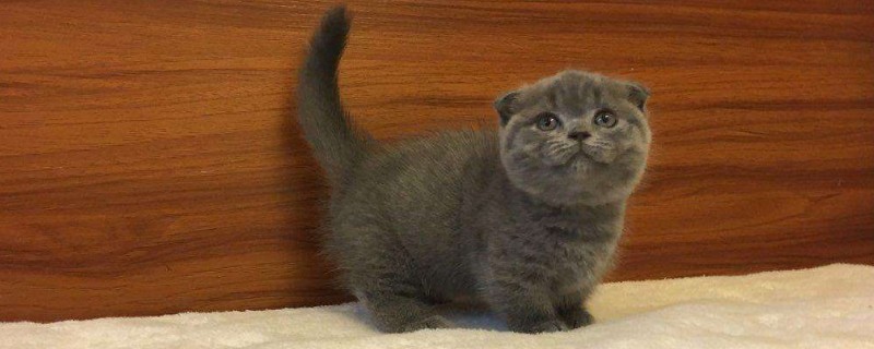 矮脚猫为什么不好繁育