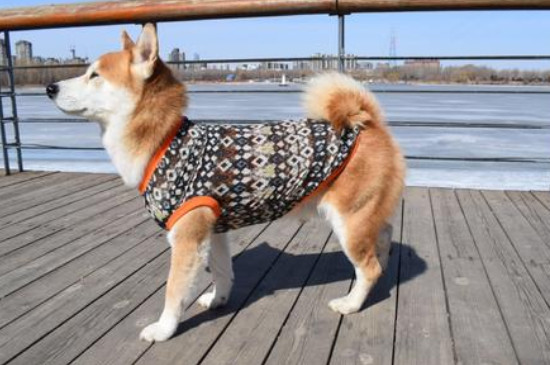 柴犬每年几月份掉毛