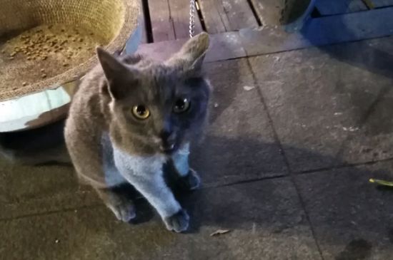 猫咪为什么流眼泪