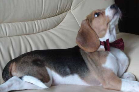 比格犬怎么看纯不纯，挑选纯种比格犬的四个要点