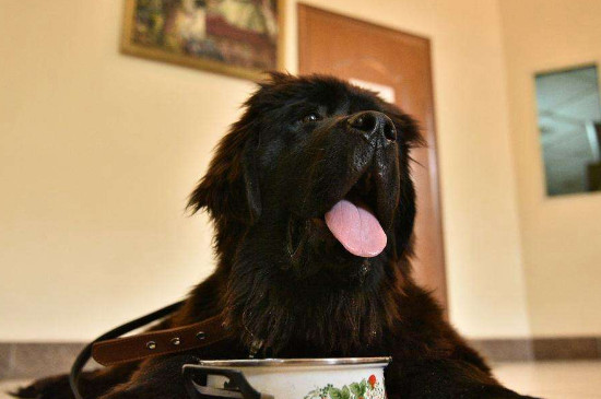 纽芬兰犬优缺点