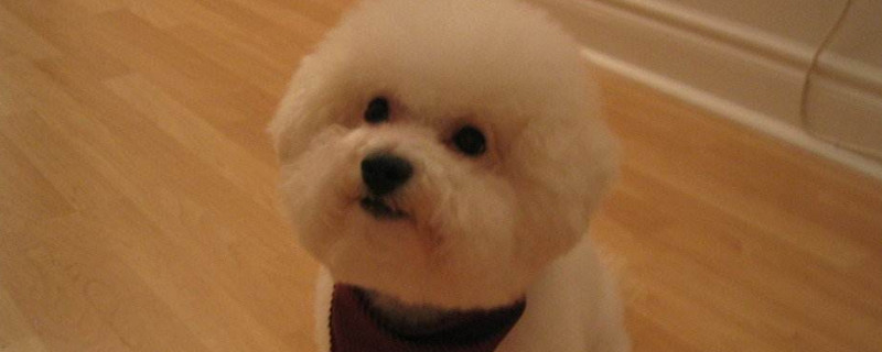 比熊犬和泰迪的区别