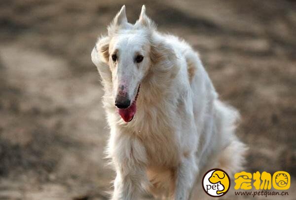 苏俄猎狼犬波索尔天生神秘，如今已成为受欢迎的伴侣犬