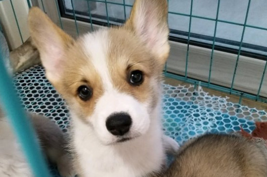 犬瘟症状是怎么引起的