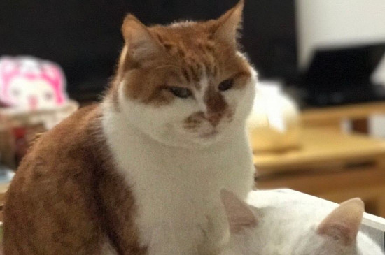 猫呼呼声是什么意思