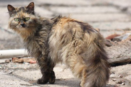 流浪猫吃火腿肠吗，可以喂流浪猫吃什么