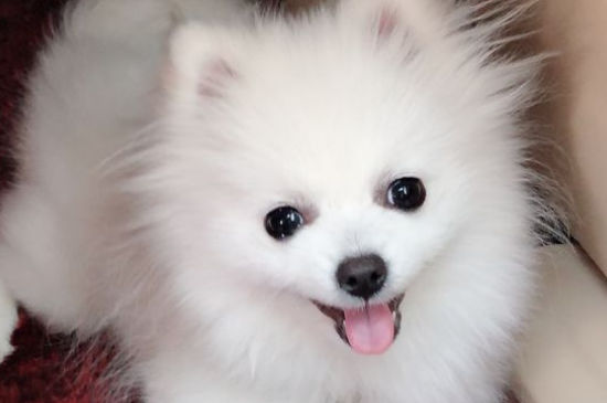 白色犬种类