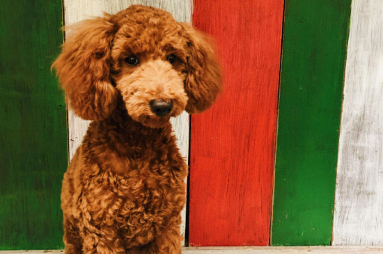 犬瘟症状有哪些