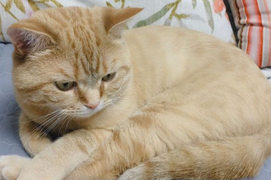 五个月猫咪多重正常