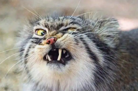 猫咪经常打喷嚏是怎么回事