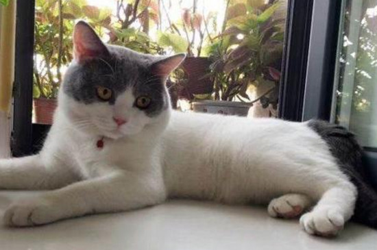 流浪猫有什么传染病