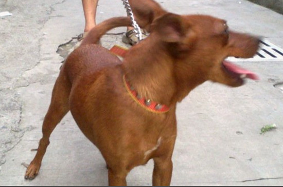 适合家养的短毛小型犬