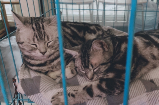 猫冠状病毒阳性要紧吗